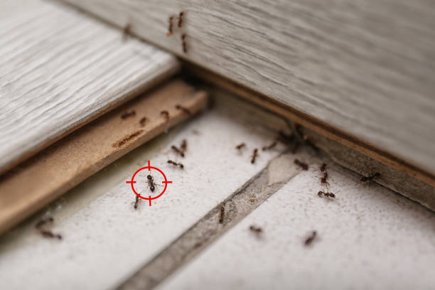Spider Control Near Me in Brielle, NJ