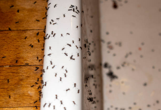 Best Pest Control for Restaurants  in Brielle, NJ